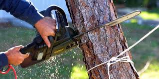 Best Firewood Processing and Delivery  in Clay, CA