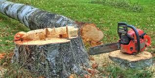 Best Storm Damage Tree Cleanup  in Clay, CA