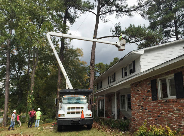 Trusted Clay, CA Tree Care Experts