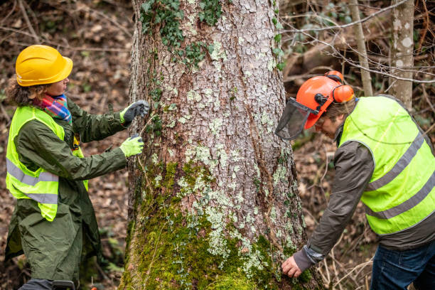 How Our Tree Care Process Works  in  Clay, CA