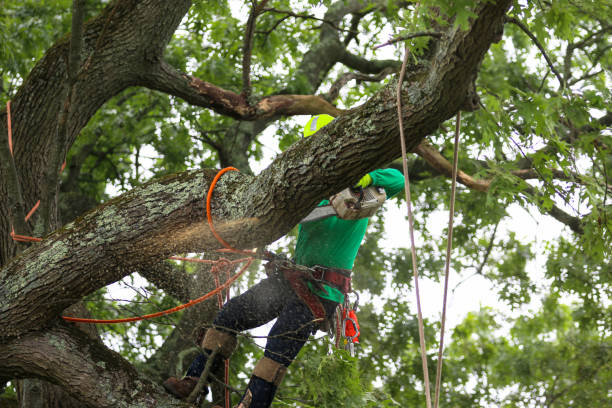 Best Emergency Tree Removal  in Clay, CA