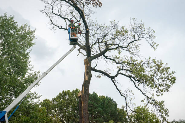 Best Aeration Services  in Clay, CA