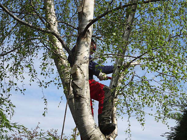 Tree and Shrub Care in Clay, CA