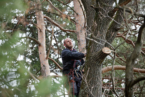 Best Tree Risk Assessment  in Clay, CA