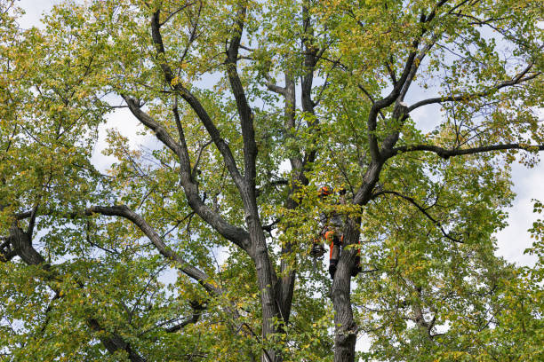 Best Tree Preservation Services  in Clay, CA